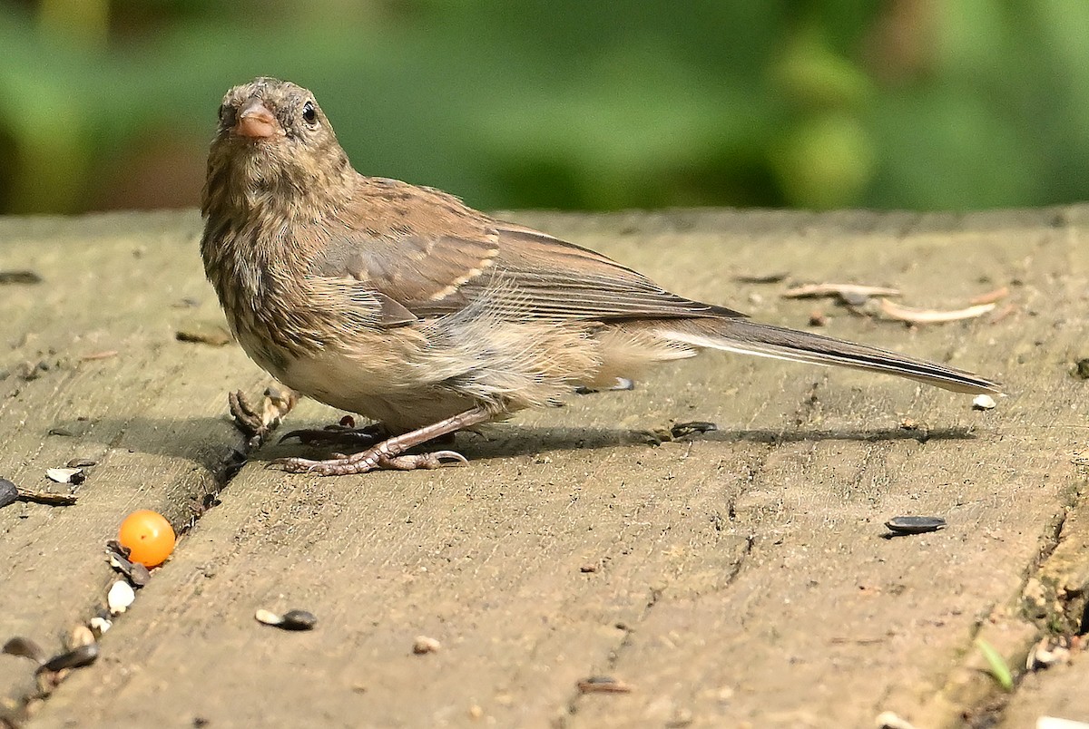 vinterjunko (cismontanus) - ML639944042