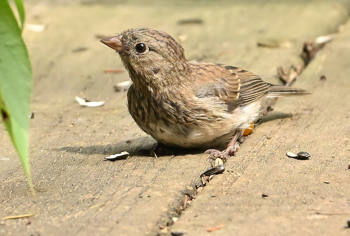 vinterjunko (cismontanus) - ML639944043