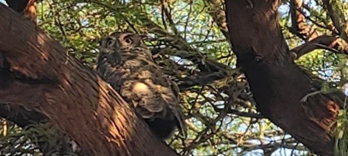 Great Horned Owl - ML639944051