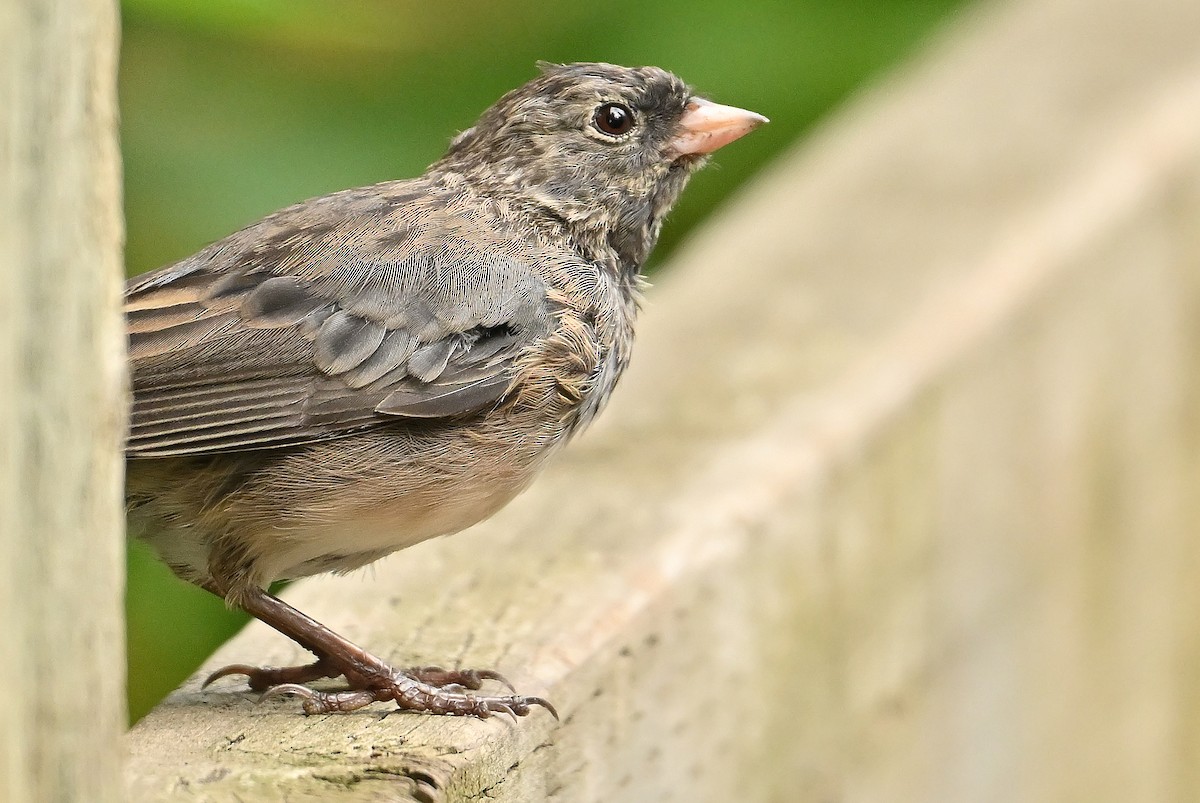 vinterjunko (cismontanus) - ML639944069