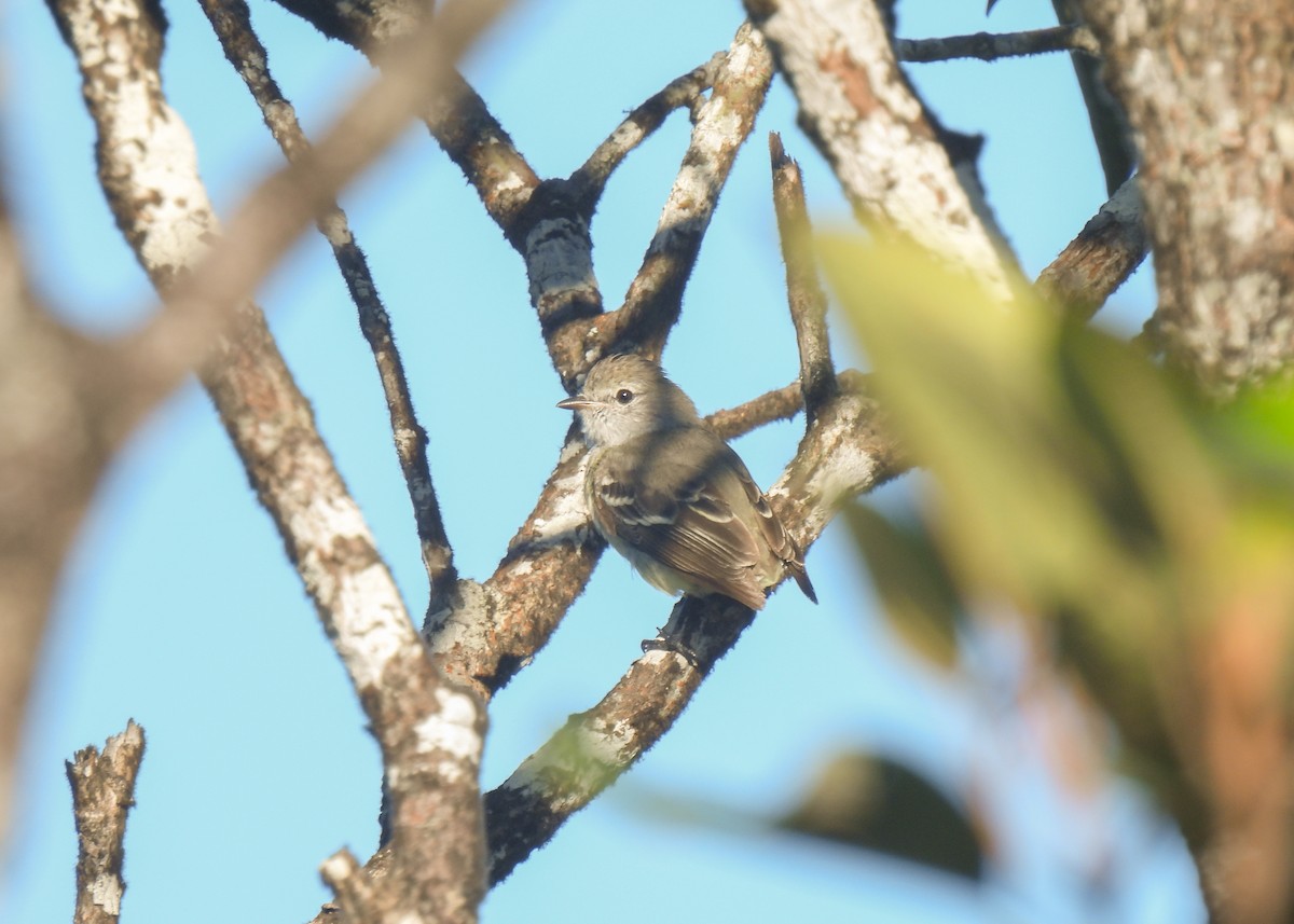 Southern Scrub-Flycatcher - ML639944071