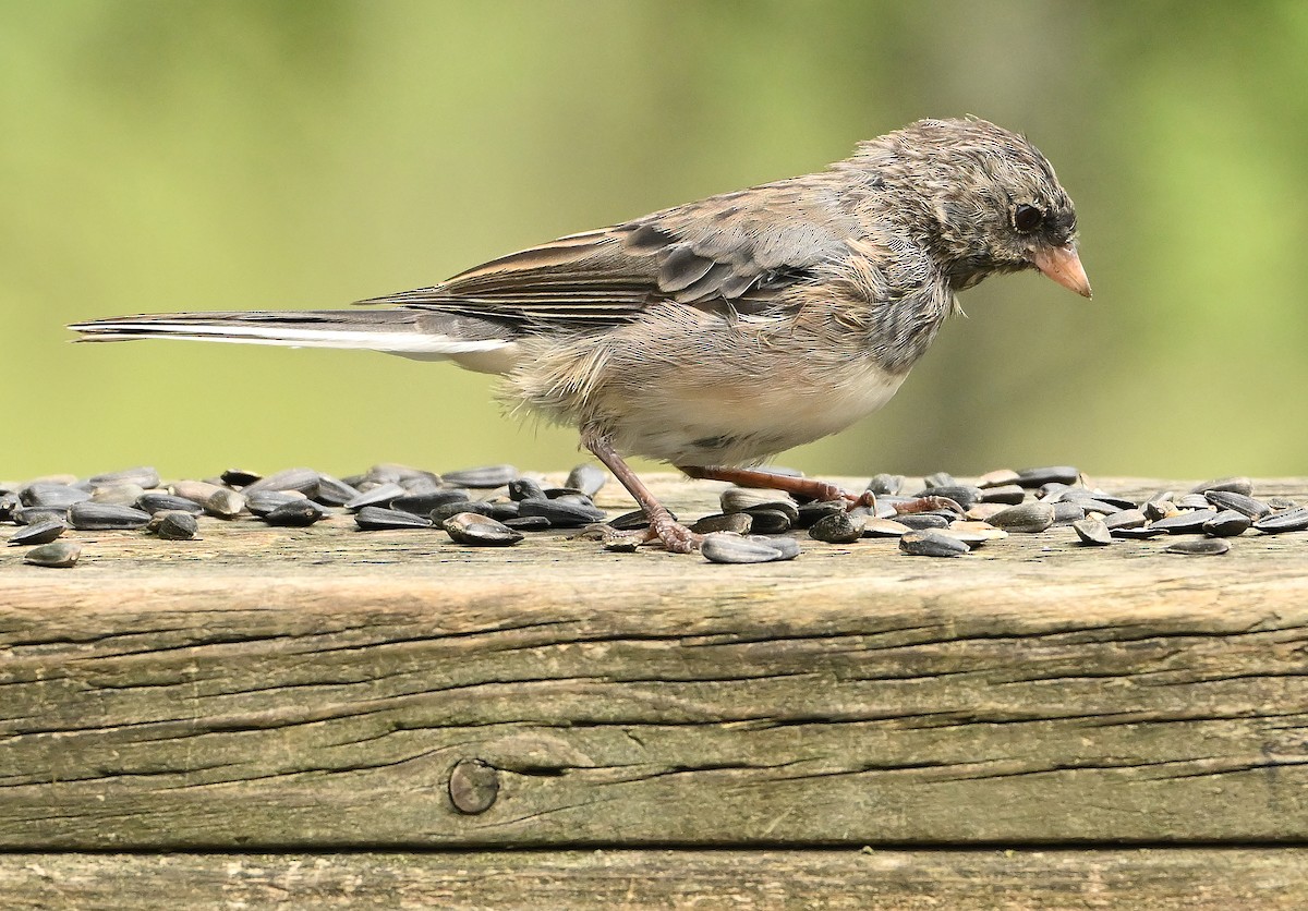 vinterjunko (cismontanus) - ML639944072