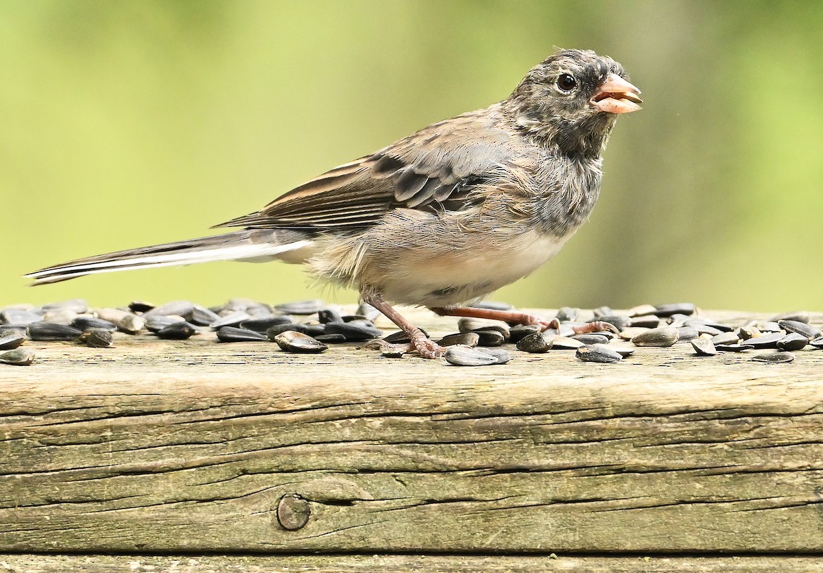 vinterjunko (cismontanus) - ML639944074