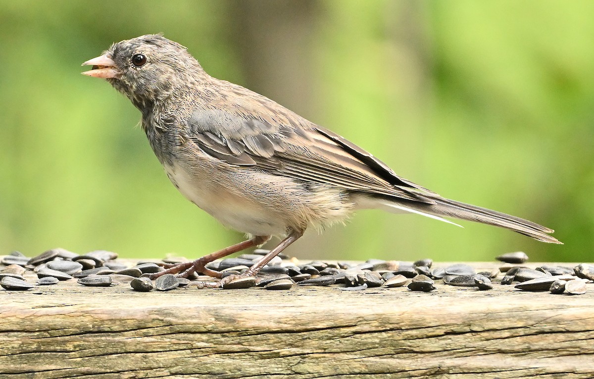 vinterjunko (cismontanus) - ML639944077