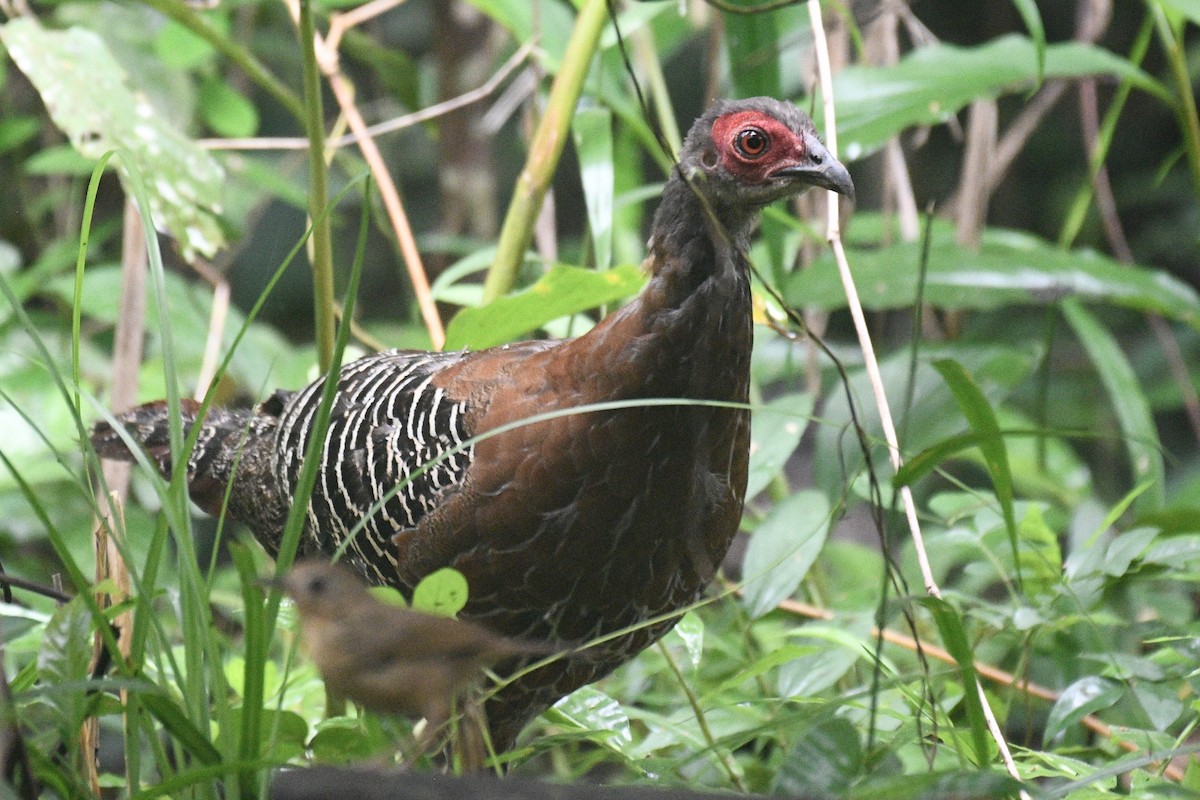 Siamese Fireback - ML639944105