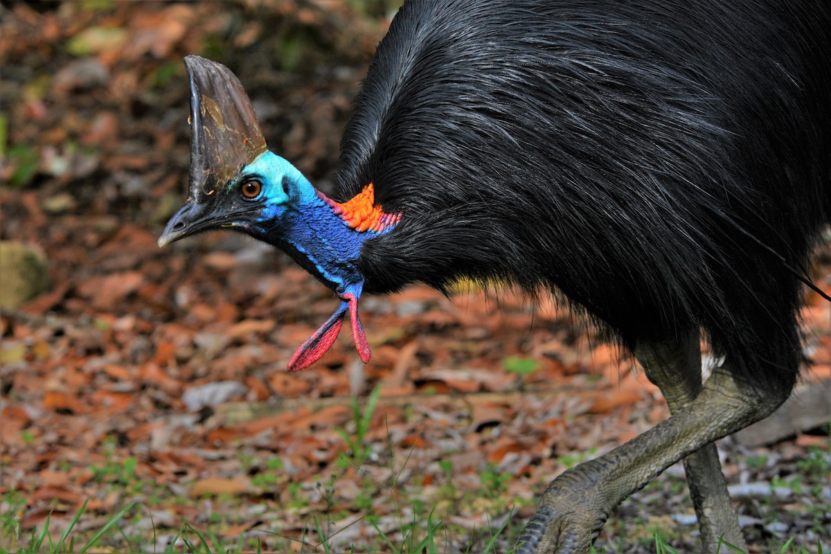 Southern Cassowary - ML63994411