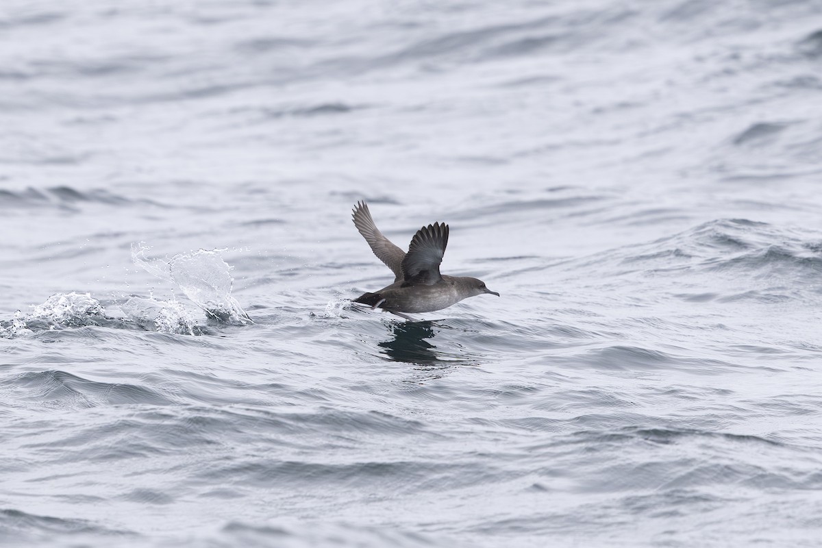 buřňák baleárský - ML639944110