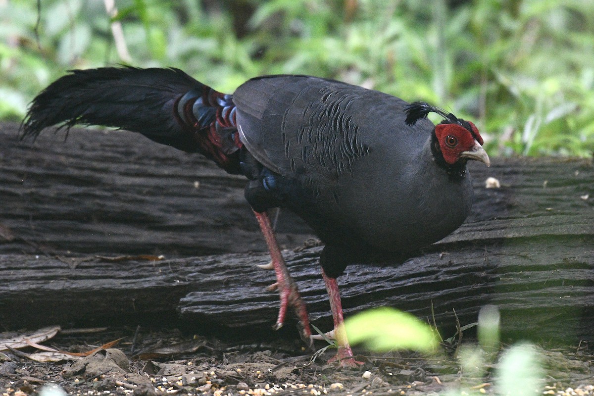 Siamese Fireback - ML639944112
