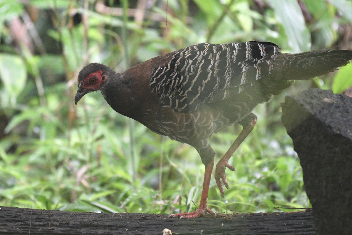Siamese Fireback - ML639944113