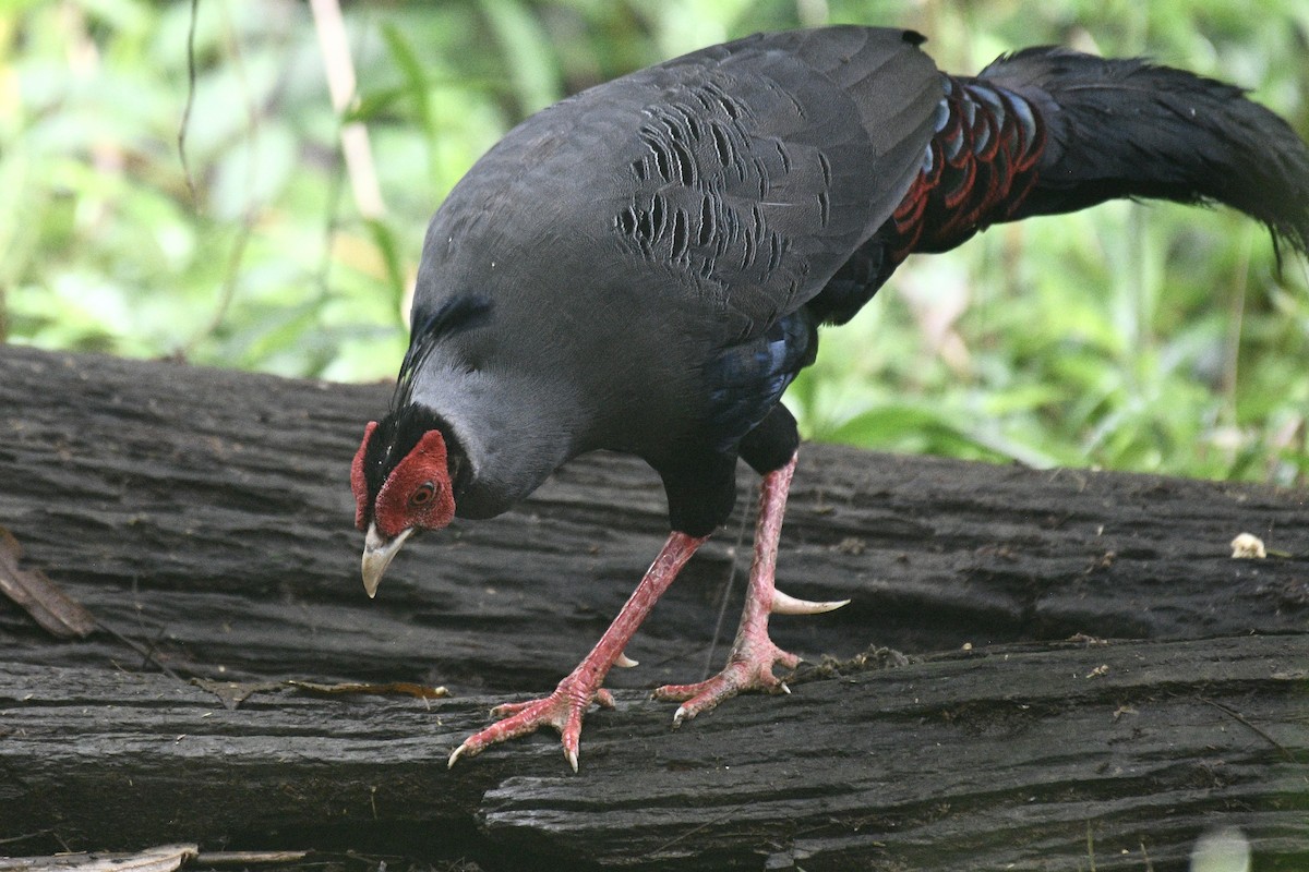 Siamese Fireback - ML639944114