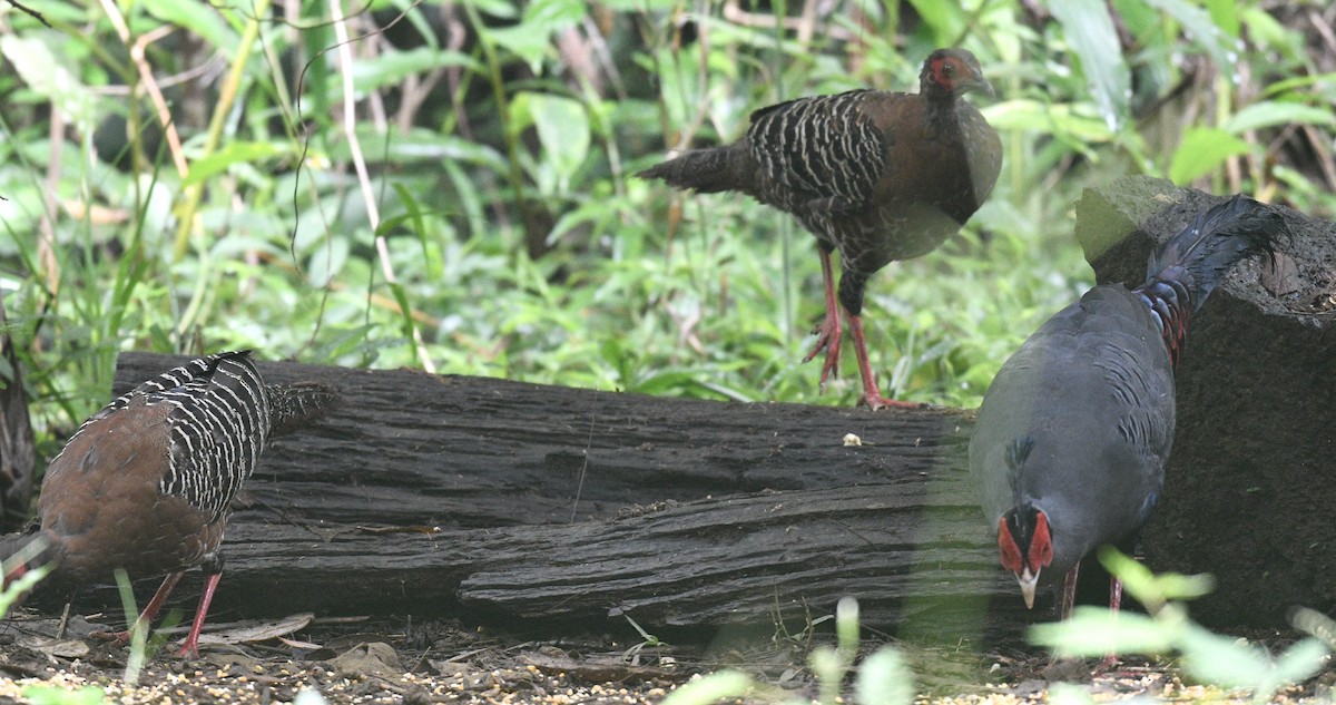 Siamese Fireback - ML639944115