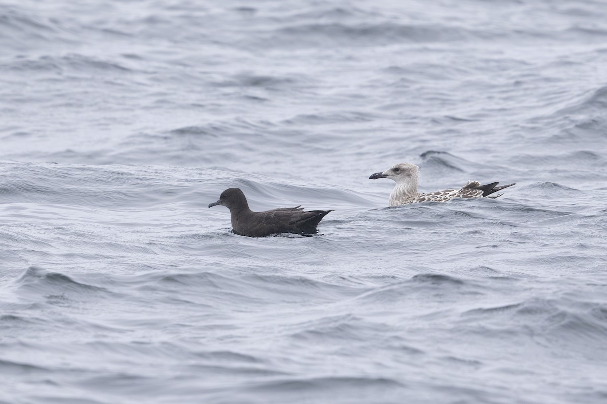 buřňák temný - ML639944116