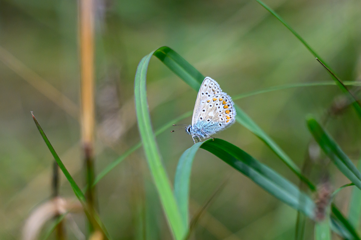 Common Blue - Ella Slinn