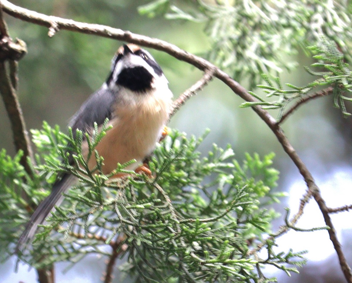 Black-throated Tit - ML639944141