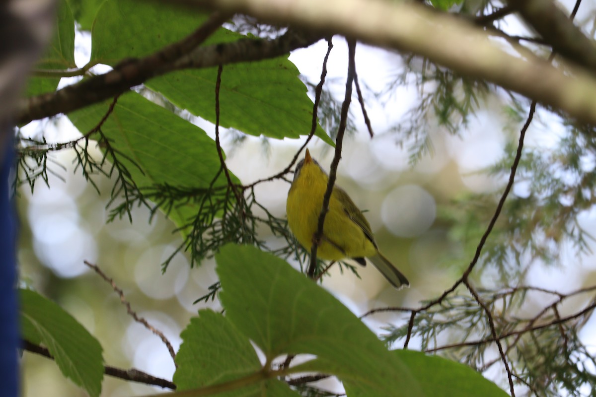 Gray-hooded Warbler - ML639944143