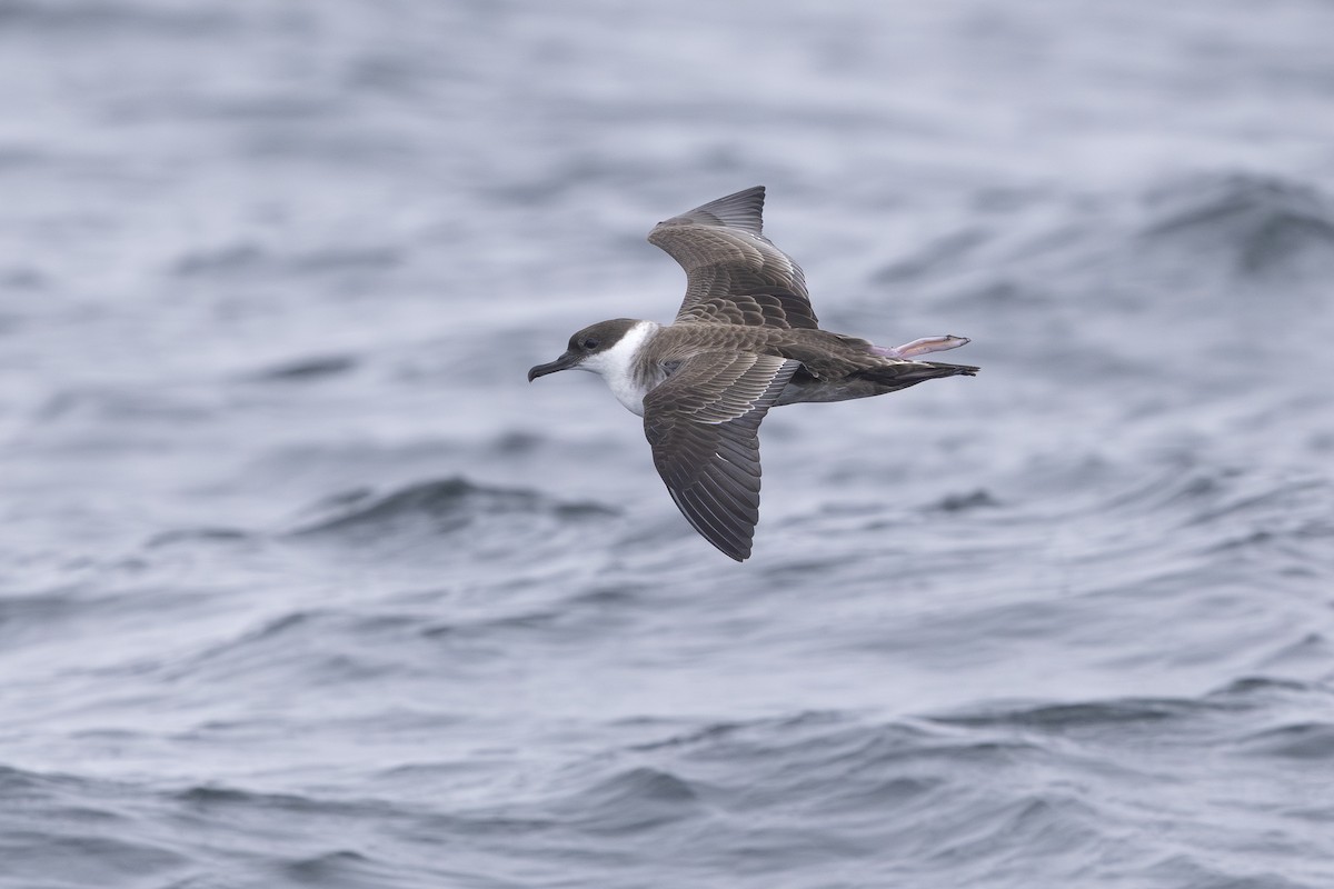 buřňák velký - ML639944153