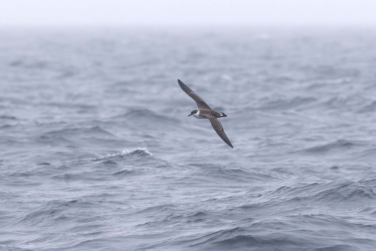 buřňák velký - ML639944154