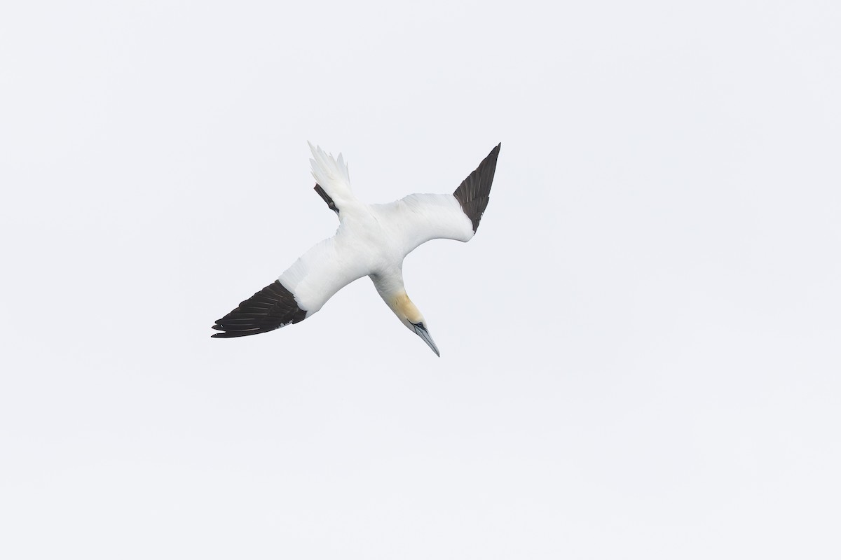 terej bílý - ML639944166