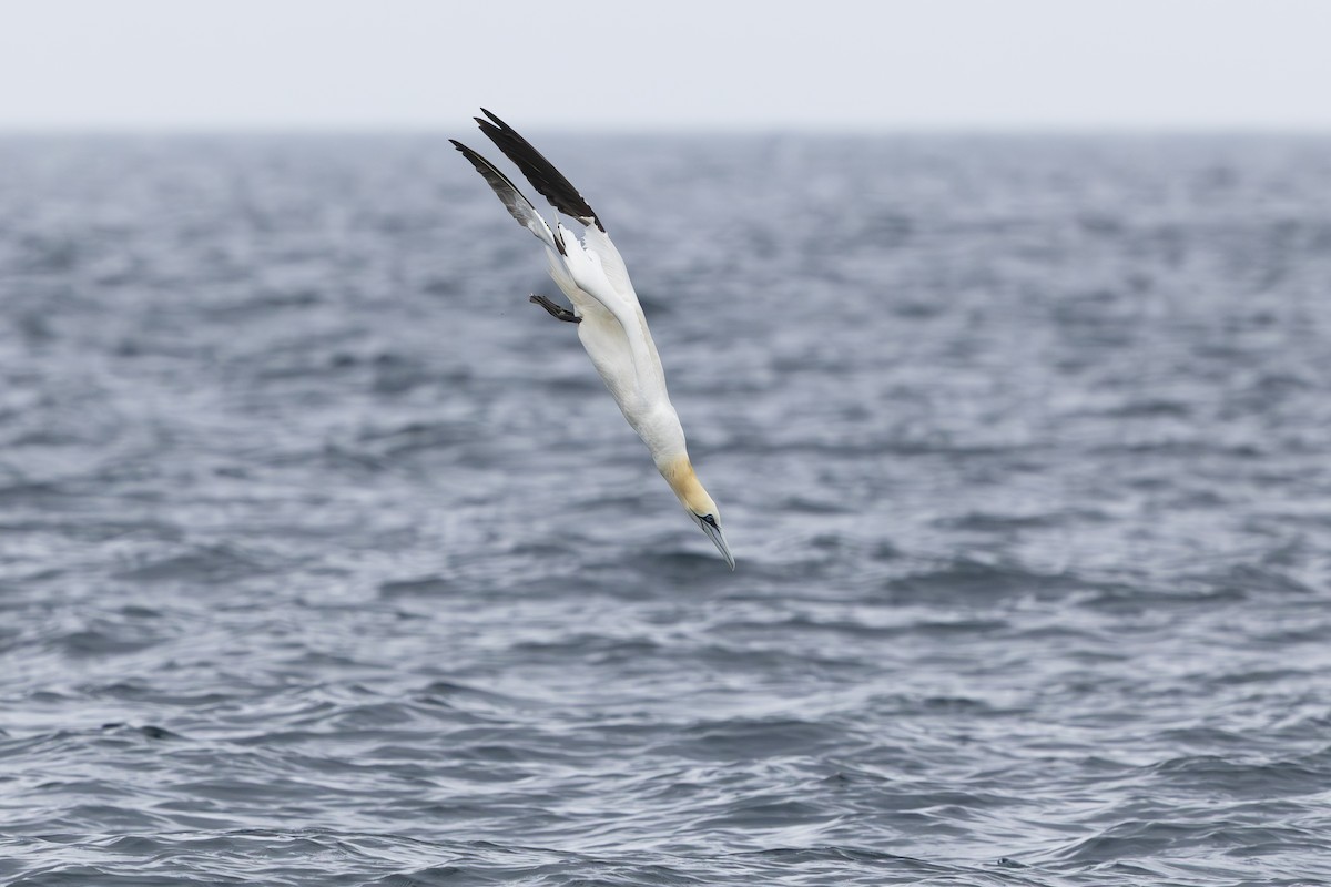 terej bílý - ML639944167