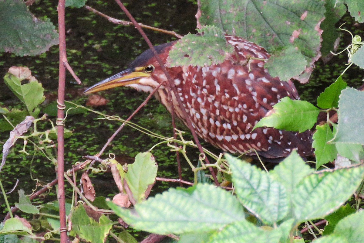 Schrenck's Bittern - ML639944176