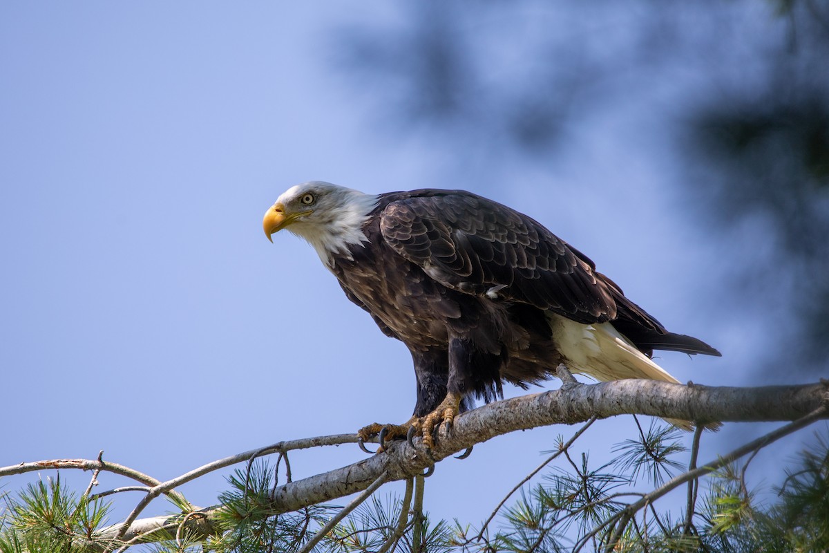 Белоголовый орлан - ML639944190