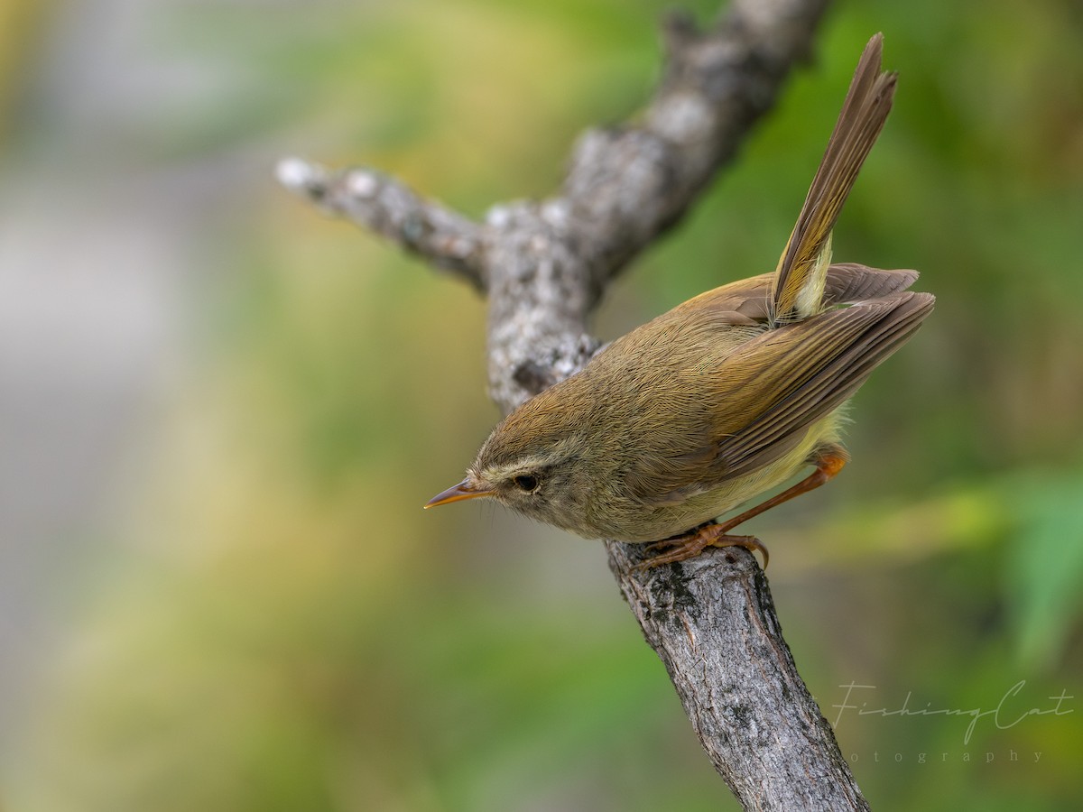 Yellowish-bellied Bush Warbler - ML639944196