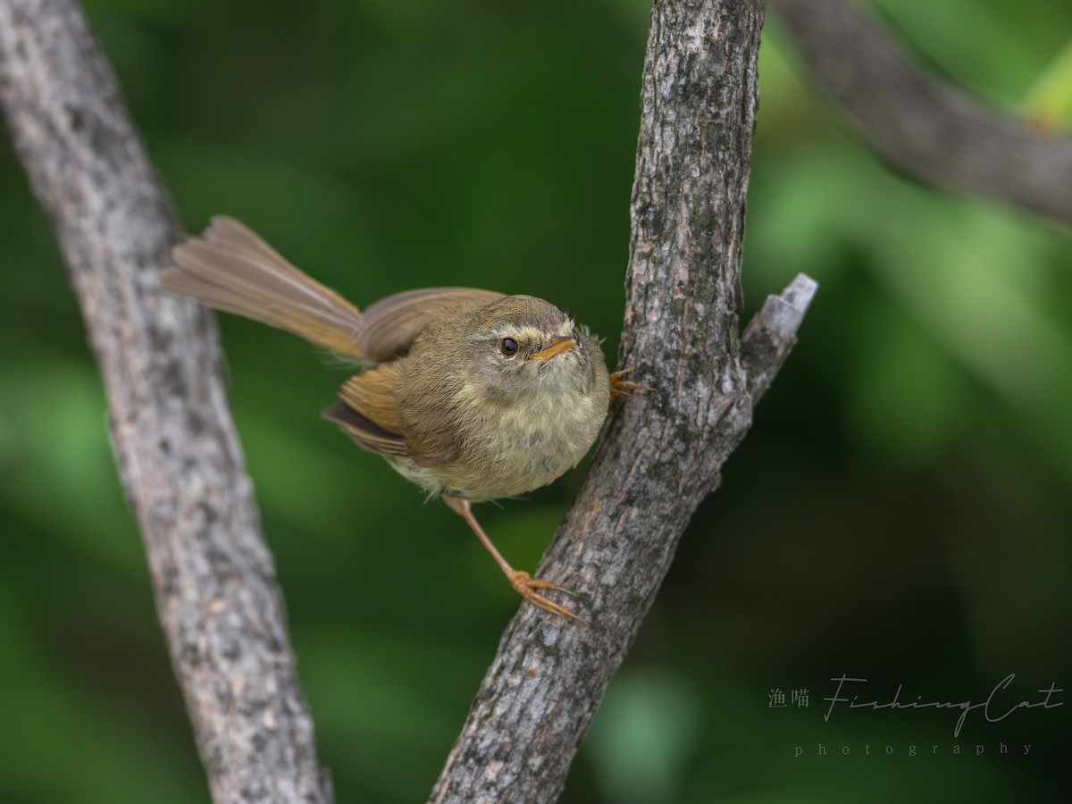 Yellowish-bellied Bush Warbler - ML639944197