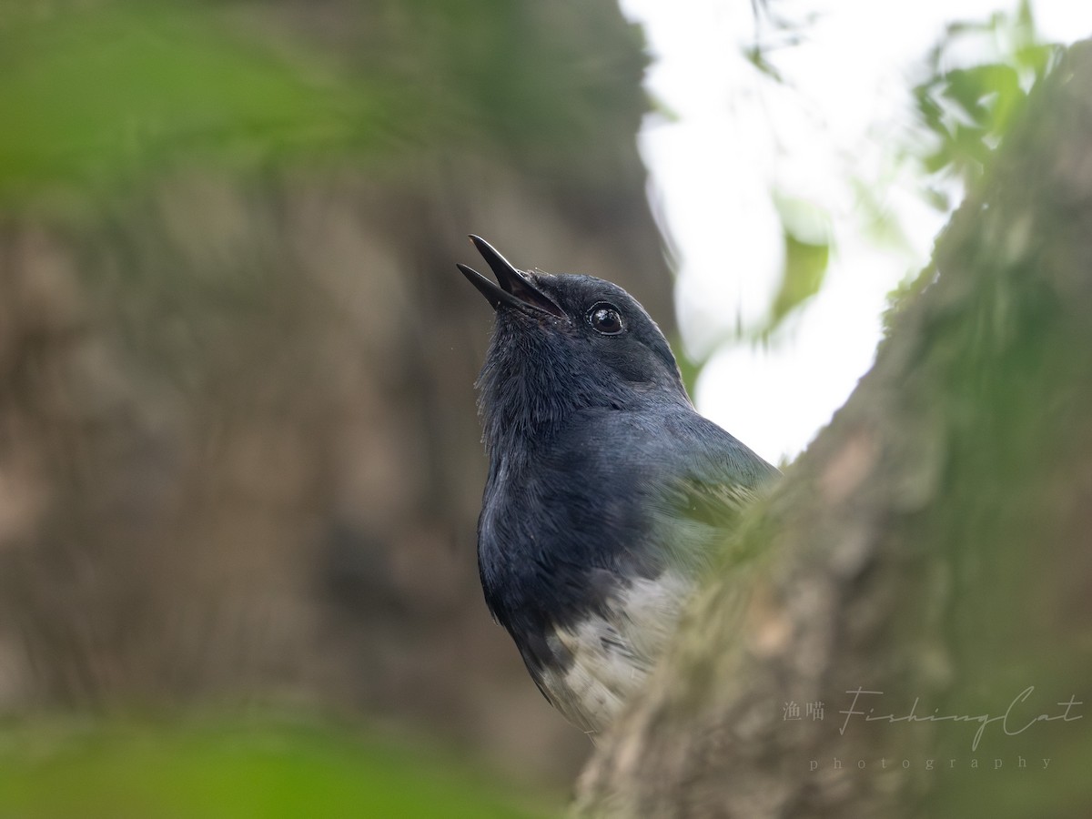 Blackthroat - ML639944206