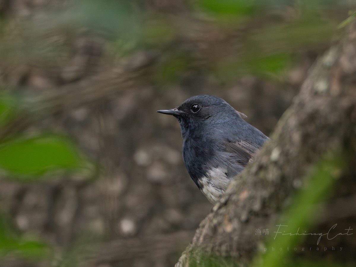 Blackthroat - ML639944207