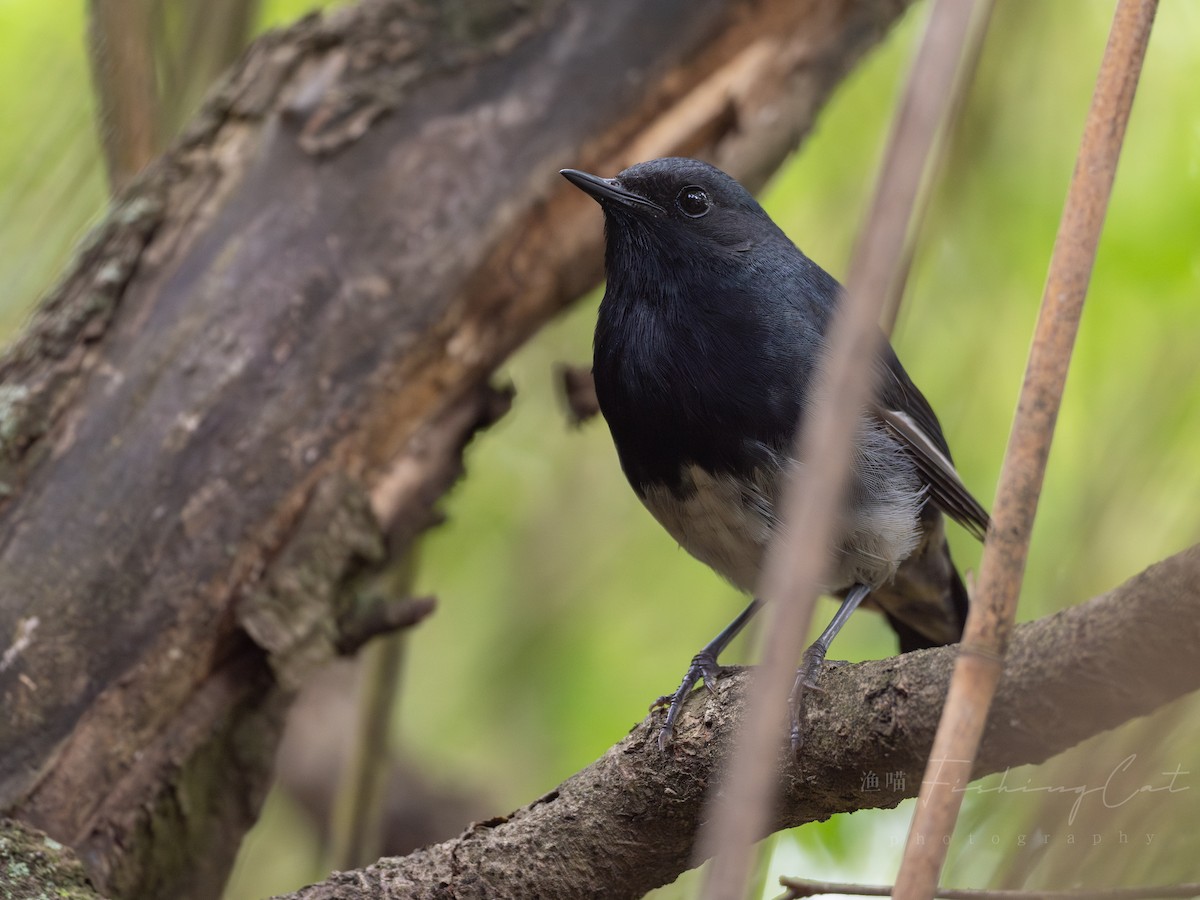 Blackthroat - ML639944208