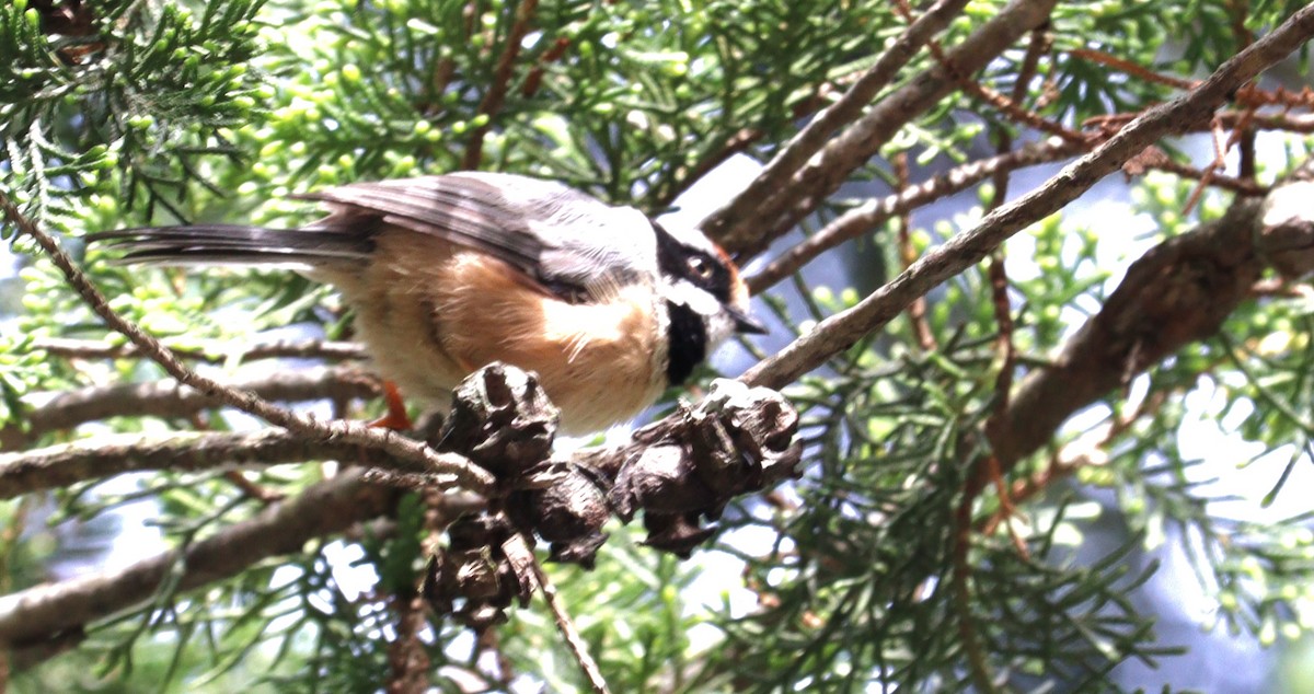Black-throated Tit - ML639944270