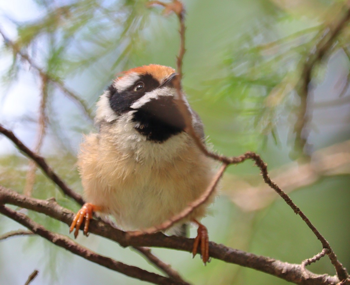 Black-throated Tit - ML639944271