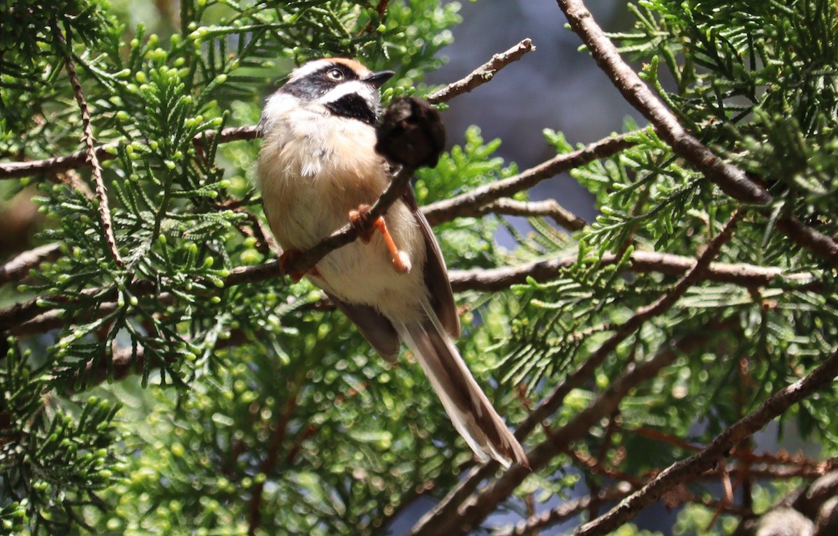 Black-throated Tit - ML639944272