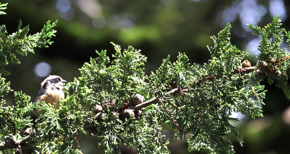 Black-throated Tit - ML639944273