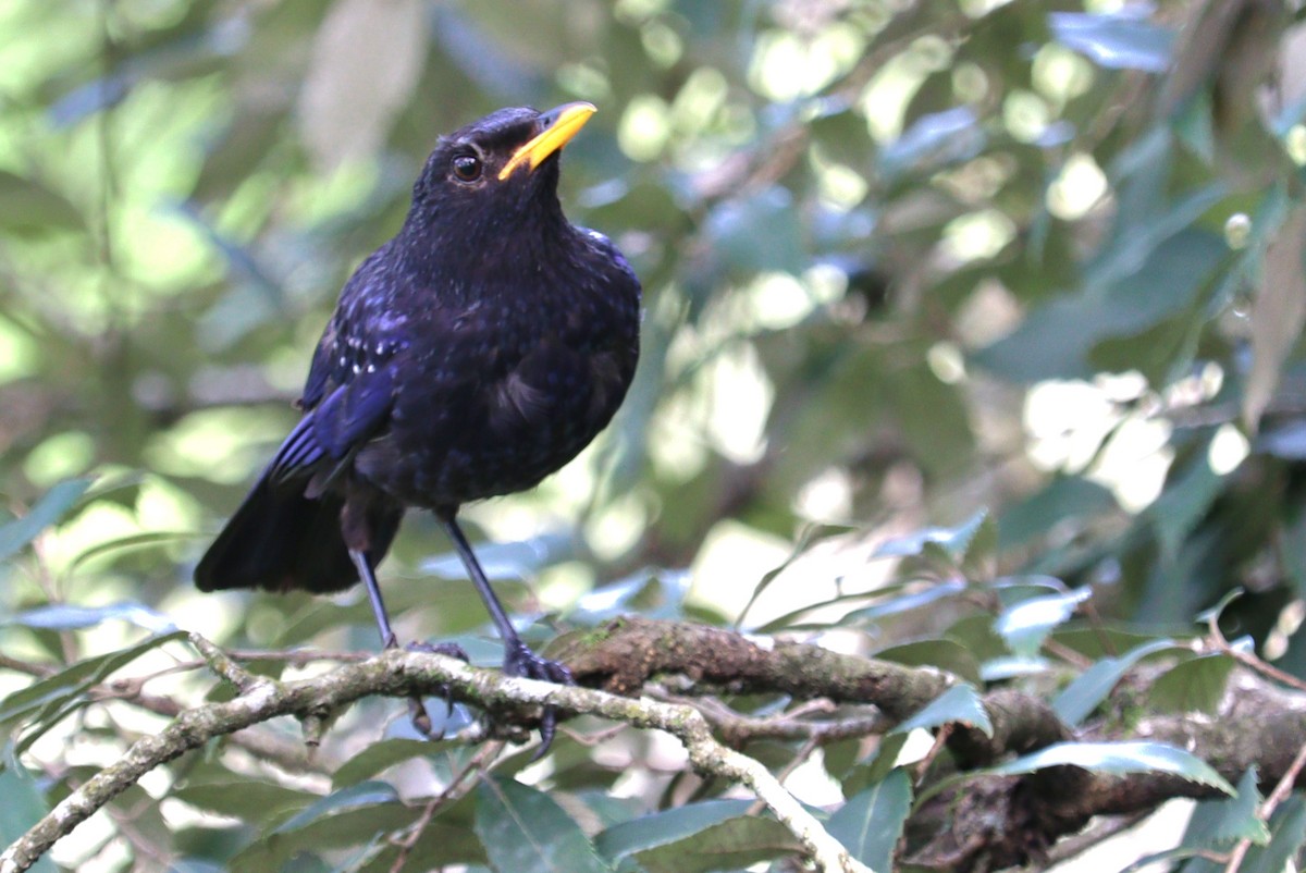 Blue Whistling-Thrush - ML639944281