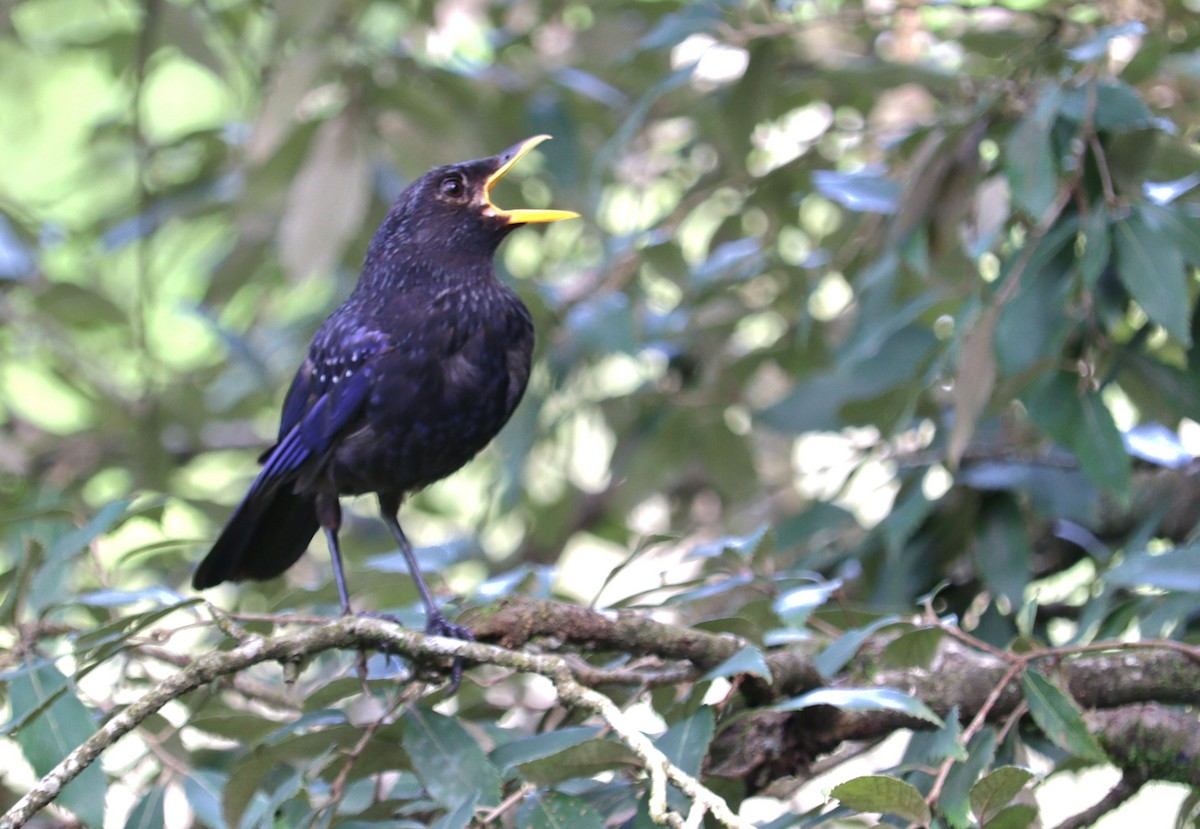 Blue Whistling-Thrush - ML639944283