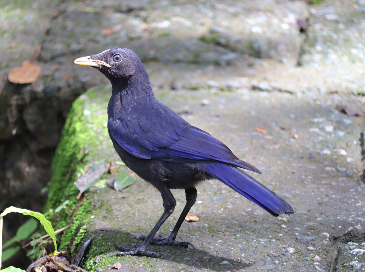 Blue Whistling-Thrush - ML639944284