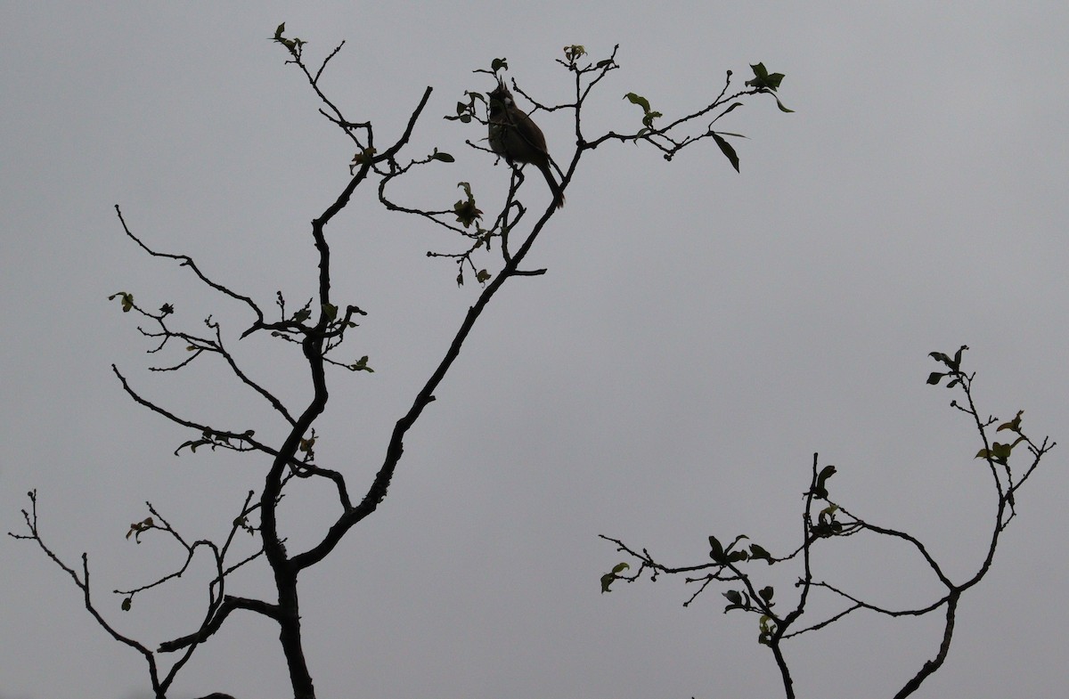 Himalayan Bulbul - ML639944380