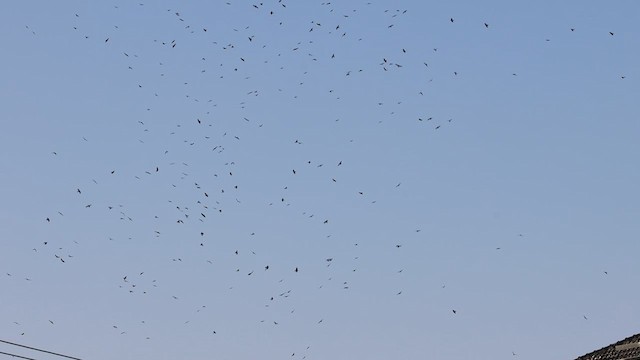 Rook (Eastern) - ML639944451