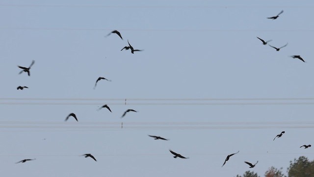 Rook (Eastern) - ML639944455