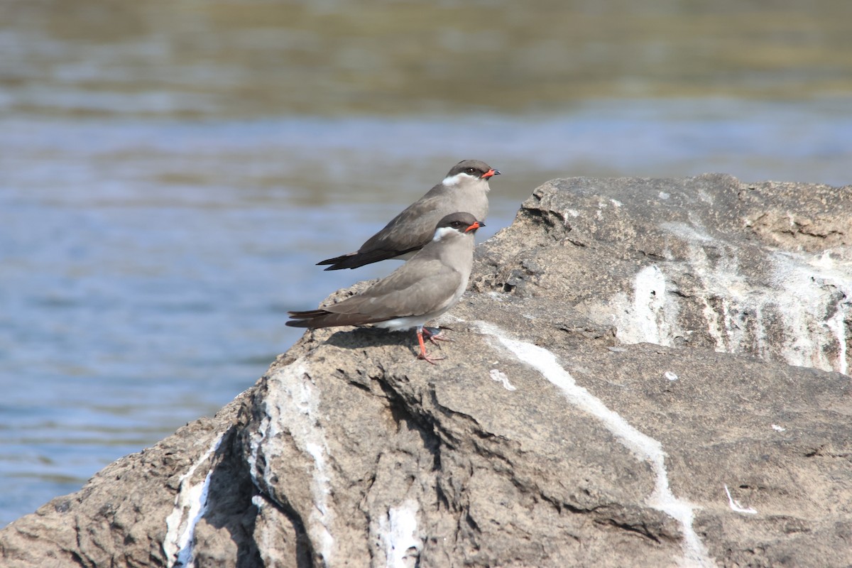 Rock Pratincole - ML639944474