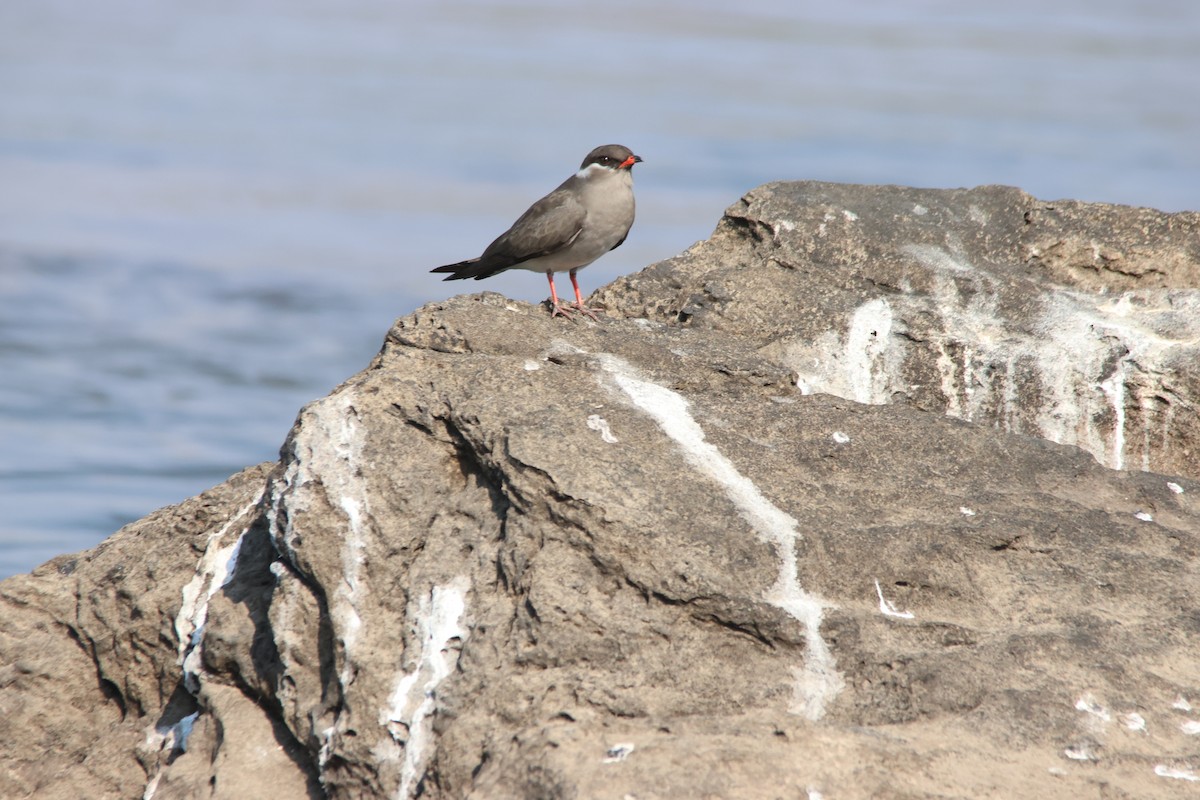 Rock Pratincole - ML639944475