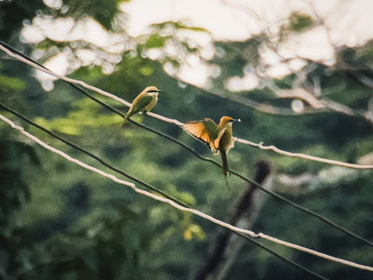 Asian Green Bee-eater - ML639944477