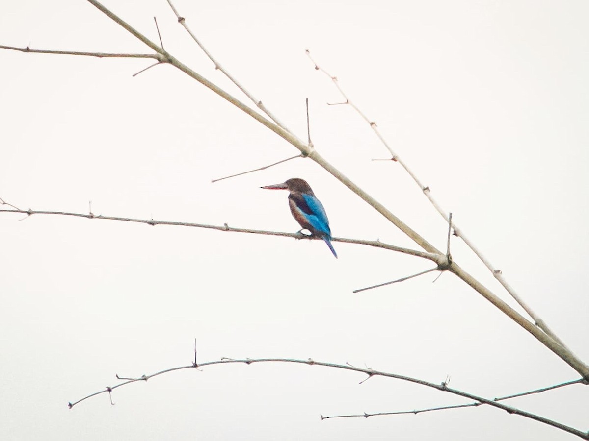 White-throated Kingfisher - ML639944479