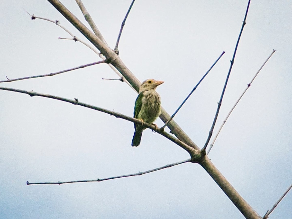Lineated Barbet - ML639944484