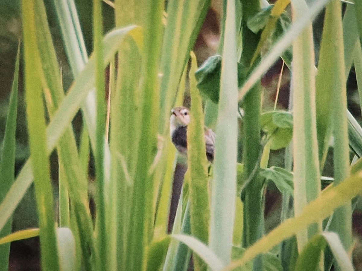 Plain Prinia - ML639944491