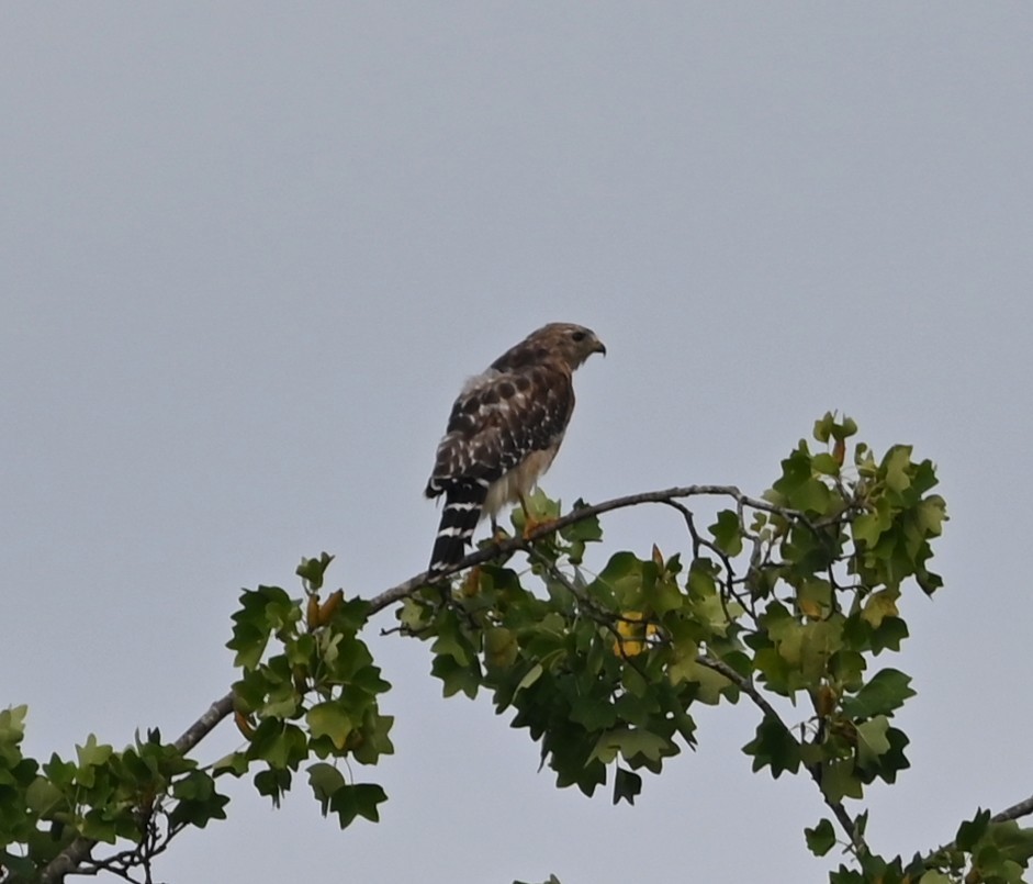 Red-shouldered Hawk - ML639944553
