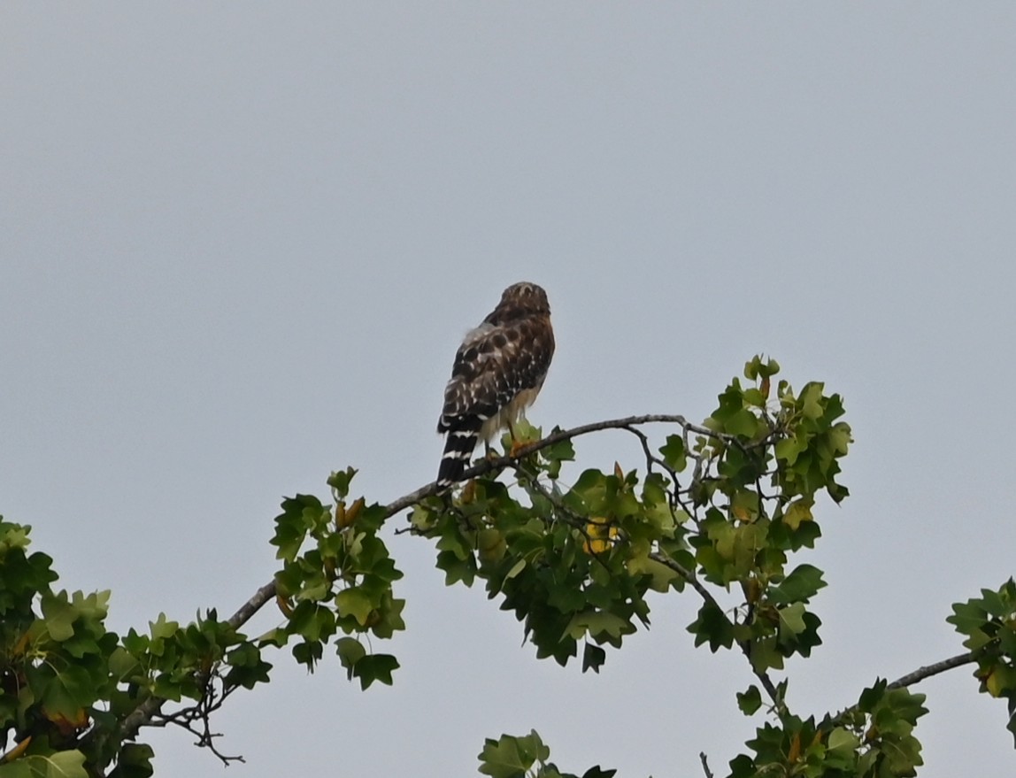 Red-shouldered Hawk - ML639944569