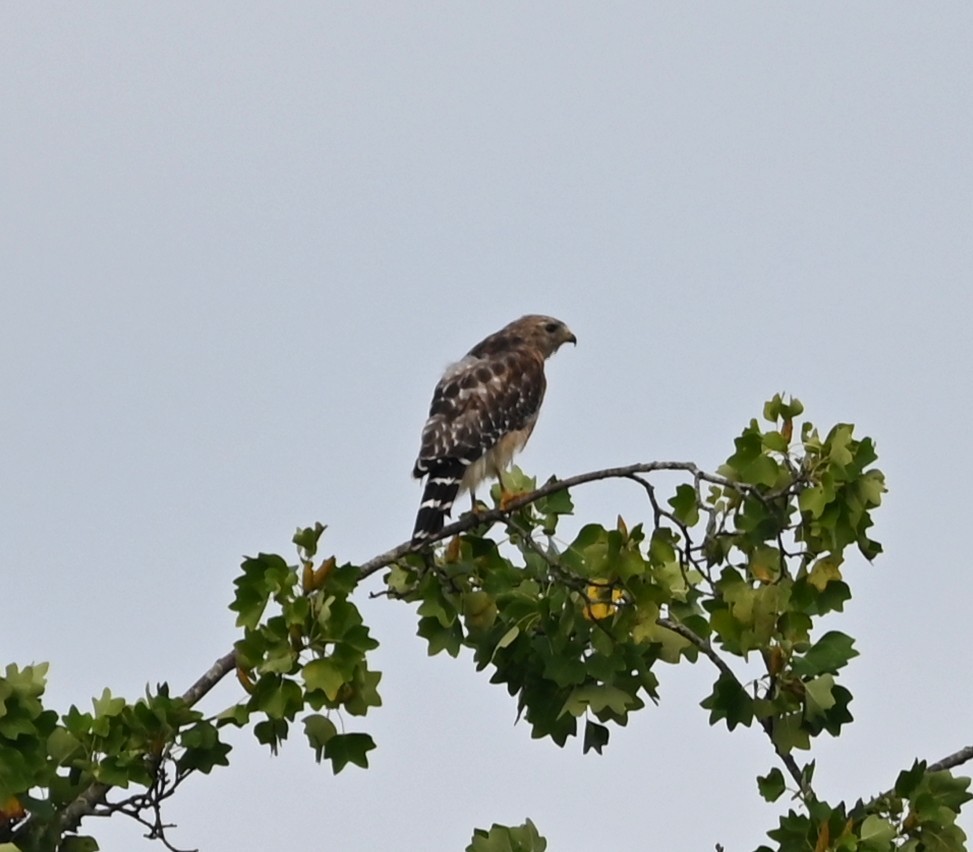 Red-shouldered Hawk - ML639944579