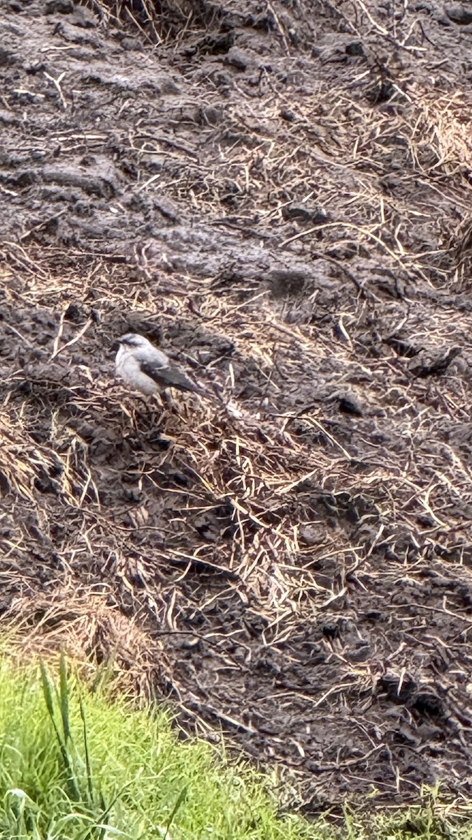 Tropical Mockingbird - ML639944618